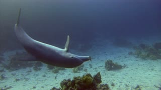 Dolphin Invites Diver to Join in Ocean Game