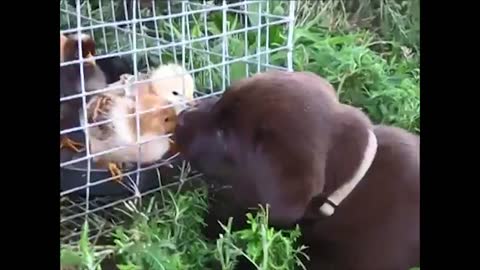 Lab puppy meets baby chicks for the first time