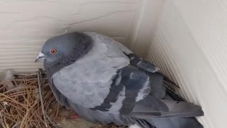 Baby Pigeons Exist