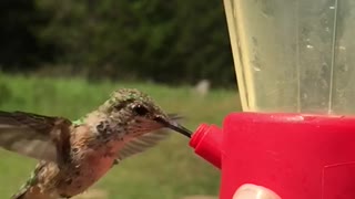 Slow motion hummingbird