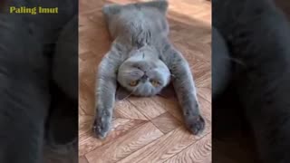 Watch the funniest cats caught on camera - part 1