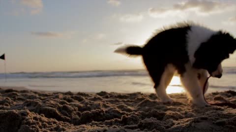 Puppy on the seashore.