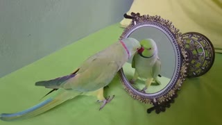 Parrot talking with mirror