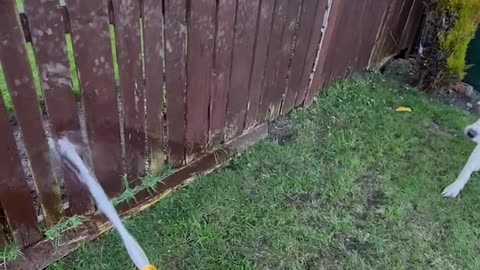 Dog is obsessed with the hosepipe