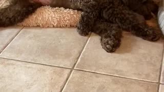 Puppy and dog share the last doggy treat together!
