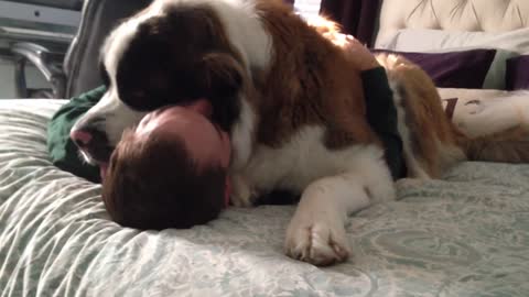 Needy Big Pup Won't Let Go Of His Owner