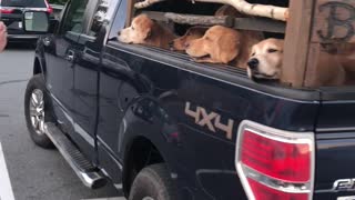 Truck Bed Full of Golden Retrievers Spreads A Little Joy