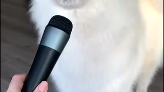 Talent show singing dog