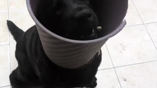 Black dog with black bucket on head