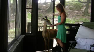 Wild Deer Knocks On Cabin And Asks For Chips