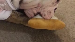 English Bulldog enjoying his Pizza toy