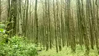 beautiful forest near my house
