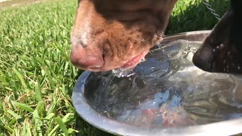 Dogs drinking water in slow motion