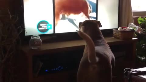 Perro completamente fascinado con otros perros en la TV