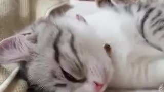 Awesome and Funny Cat sleeping moment