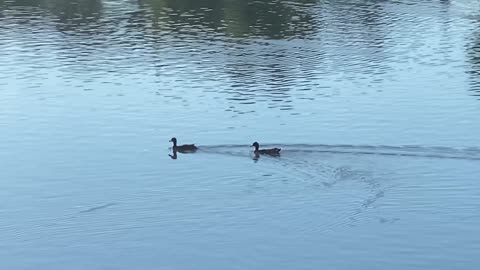 Ducks Go On Epic Journey Through Pond