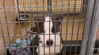 Shelter dog finds out he's going to be adopted