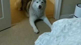Hungry husky demands that owner feeds him