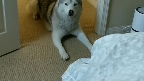 Hungry husky demands that owner feeds him