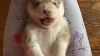 Adorable husky puppy throws the cutest temper tantrum.