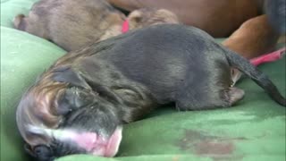 Live Dog Birth To Amazing Twins On Bed