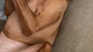 Dog Falls Asleep when Owner Massages Head