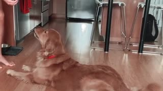Dog Throws Temper Tantrum When Asked To Perform Trick