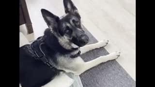 German Shepherd Dog Sees a Ghost