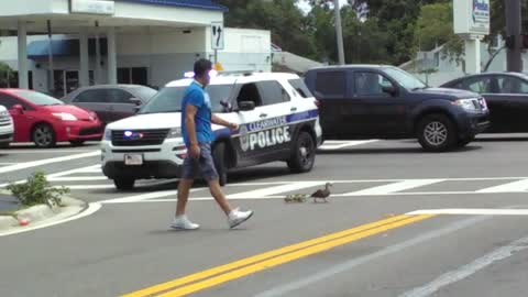 Police Help Mother Duck And Ducklings Safely Cross Busy Street