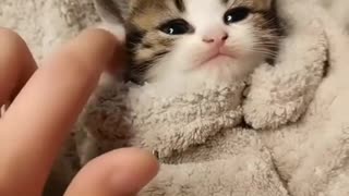 Super cute baby cat. Love animals. adorable and appealing