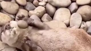 Funny Animals Playing Must Watch 😂😂