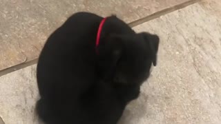 Dogy Trying to Catch His Tail