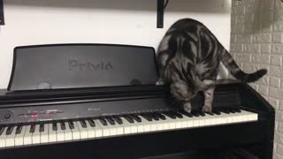 Curious Cat Discovers Piano