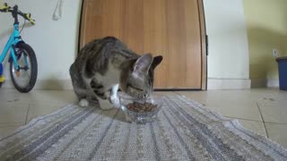 Lila Cat - Luch time