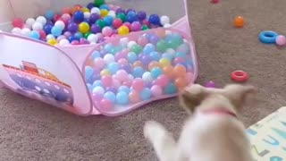 Puppy runs, jumps and dives into ball pit
