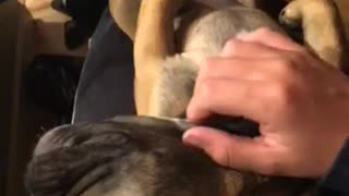 Brown dog getting pet and sitting in owners lap