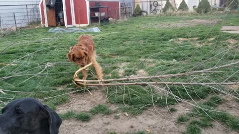 Golden Retriever wants his sticks