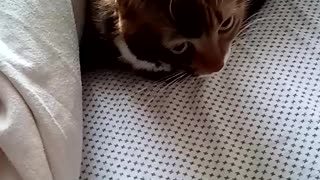 Cat Hides Under Covers from Company