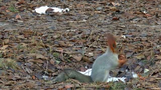 Squirrel eating nuts and running away