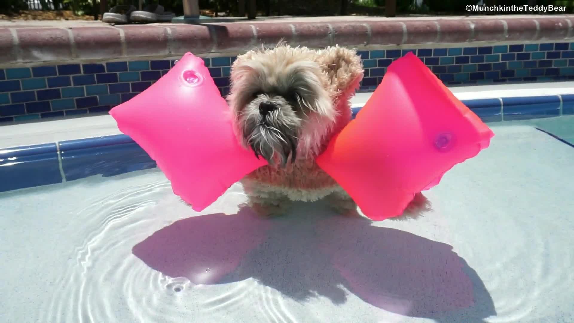 teddy swims