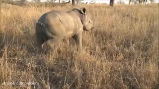 Baby Rhino Charging
