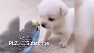 Puppy Dog Love with Parrot