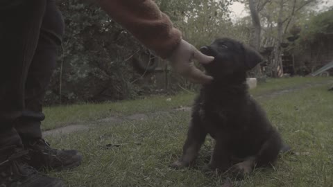 Shepweiler puppy training