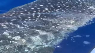 Whale Shark Gets Up Close to Fishing Boat
