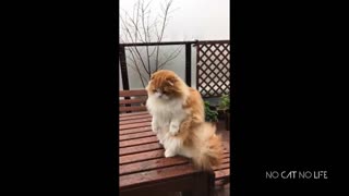 Cats Reacting To The First Snow Funny Compilation