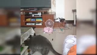 Cute puppies- funny cats playing around
