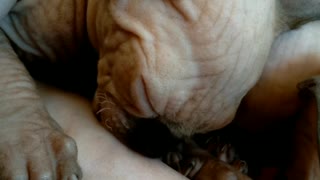Sphynx kitten learns how to drink milk from his mother