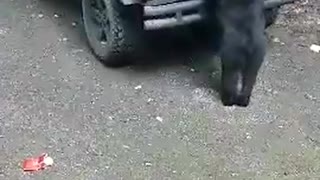 Baby Bear Falls Off Car during Snack Raid