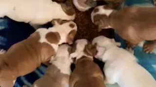 Hungry, hungry puppies!
