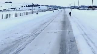 Idahoan's viral video shows pack of wolves on snowy highway